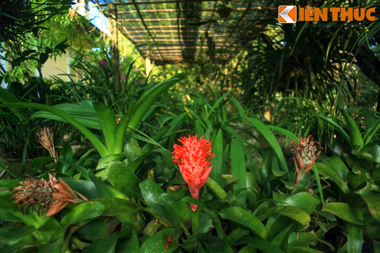 Khu vườn bao quanh nhà có diện tích trên 4.00m2, chia thành các khu vực trồng hoa và trồng cây ăn trái. Vườn hoa có nhiều loại hoa, từ dân dã như nhài, lý, thạch lựu, mặt trời, tường vi và các giống hồng bản địa, đến các loài hoa quí phái như thổ lan, phong lan cùng một số hoa nhập ngoại...