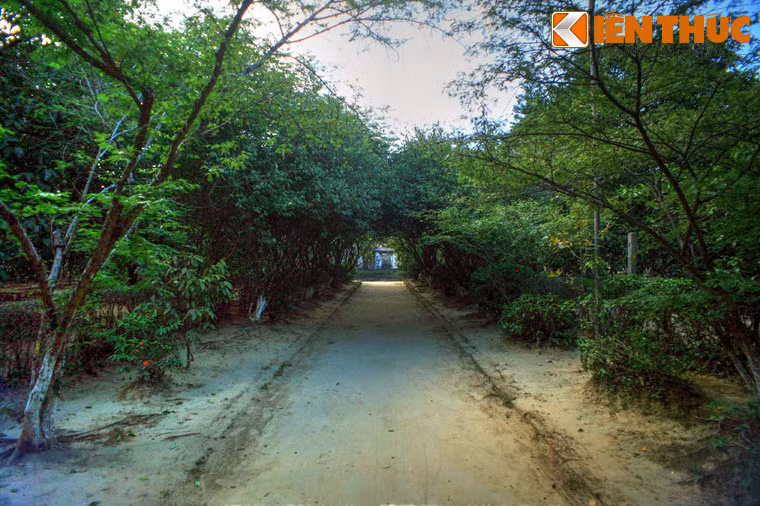 Từ cổng vào nhà đi qua một lối nhỏ dưới những vòm cây mơ đan vào nhau, tạo nên chiều sâu và một cảm giác tĩnh lặng, trang nghiêm.