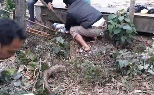 Người dân vây bắt rắn "khủng".