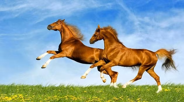 Sắp tới vận may của tuổi Ngọ sẽ lội ngược dòng. Từ sự nghiệp, nhân duyên đến tiền tài, mọi thứ đều có chuyển biến một cách tích cực hãy nắm lấy cơ hội trời ban này để làm giàu nhé.