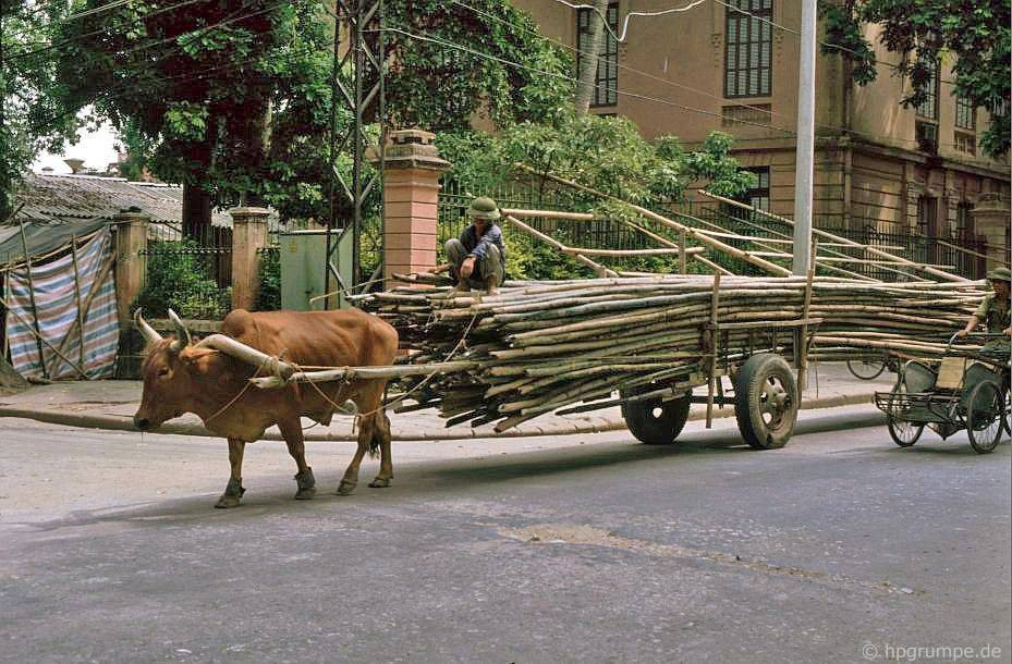 Những năm này vẫn còn những chiếc xe bò đi trên phố, chủ yếu sử dụng để chở hàng cồng kềnh.