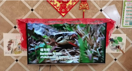 Mon do khong nen dat canh tivi, coi chung tai hoa ap den-Hinh-2