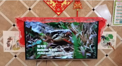 Mon do khong nen dat canh tivi, coi chung tai hoa ap den-Hinh-2