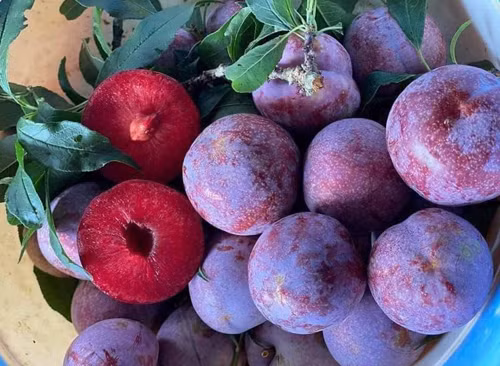 Mận là trái cây phù hợp ăn cùng bánh trung thu. Chúng chứa lượng đường huyết rất thấp, có thể sinh nước, giải khát. Chất axit có tác dụng thúc đẩy hệ tiêu hóa, giảm mệt mỏi, khó tiêu, béo phì do tích trữ thức ăn. Bên cạnh đó, là loại quả ít đường, có tác dụng kích thích các tế bào mô tiết insulin. Nó cũng chứa chất có vai trò hỗ trợ hạ đường huyết.