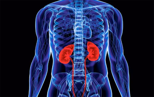 Thận là cơ quan quan trọng của hệ tiết niệu, được ví như “nhà máy hóa chất” có chức năng chuyển hóa và bài tiết. Y học cổ truyền Trung Quốc cho rằng thận là cội nguồn của tạng phủ. (Ảnh minh họa)