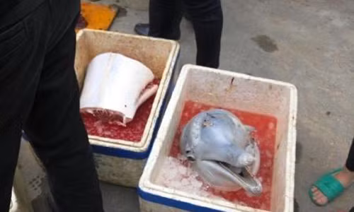 Cá heo trắng quý hiếm bị xẻ thịt bày bán ngay trên phố gây phẫn nộ Ca heo trang quy hiem bi xe thit bay ban ngay tren pho gay phan no