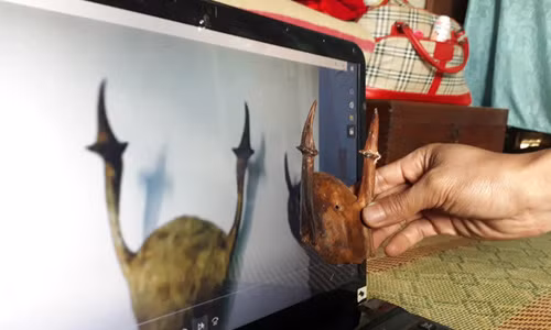 Nhat duoc “sung la” gia hang tram trieu dong khi vao rung lay cui-Hinh-2