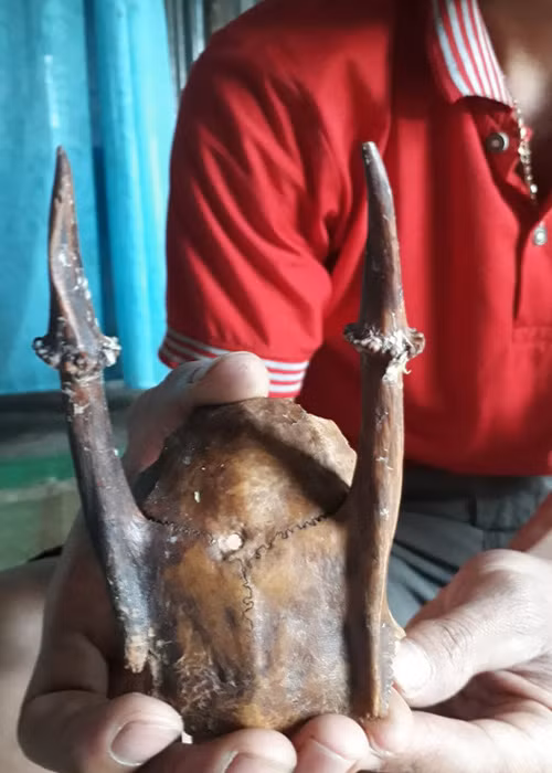 Nhat duoc “sung la” gia hang tram trieu dong khi vao rung lay cui