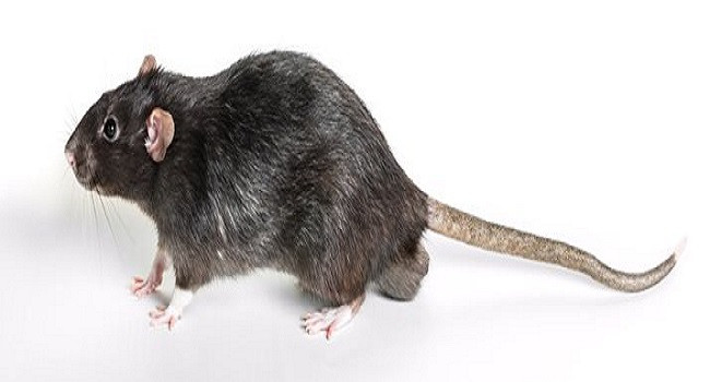 Chicago đã nỗ lực để giảm thiểu số lượng chuột trong nhiều năm qua. Cư dân địa phương thậm chí nhận nuôi mèo để giảm số lượng chuột trong thành phố. Ảnh: FR.