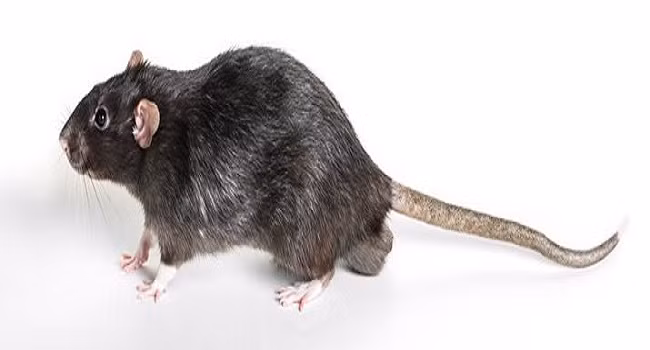 Chicago đã nỗ lực để giảm thiểu số lượng chuột trong nhiều năm qua. Cư dân địa phương thậm chí nhận nuôi mèo để giảm số lượng chuột trong thành phố. Ảnh: FR.