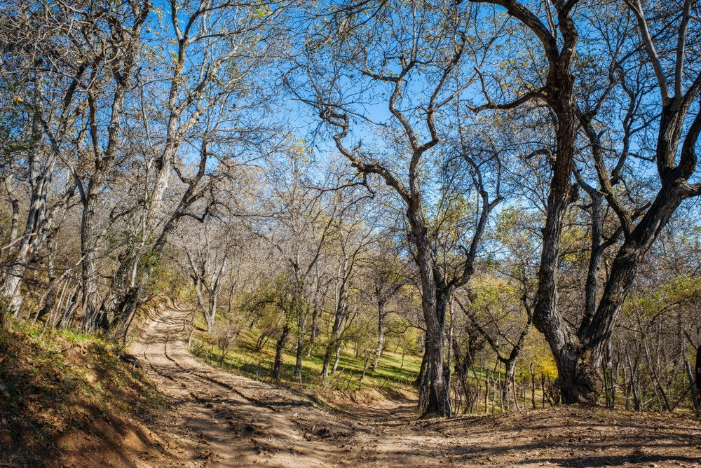 Theo FactCity, khu rừng óc chó lớn nhất thế giới nằm ở Kyrgyzstan.