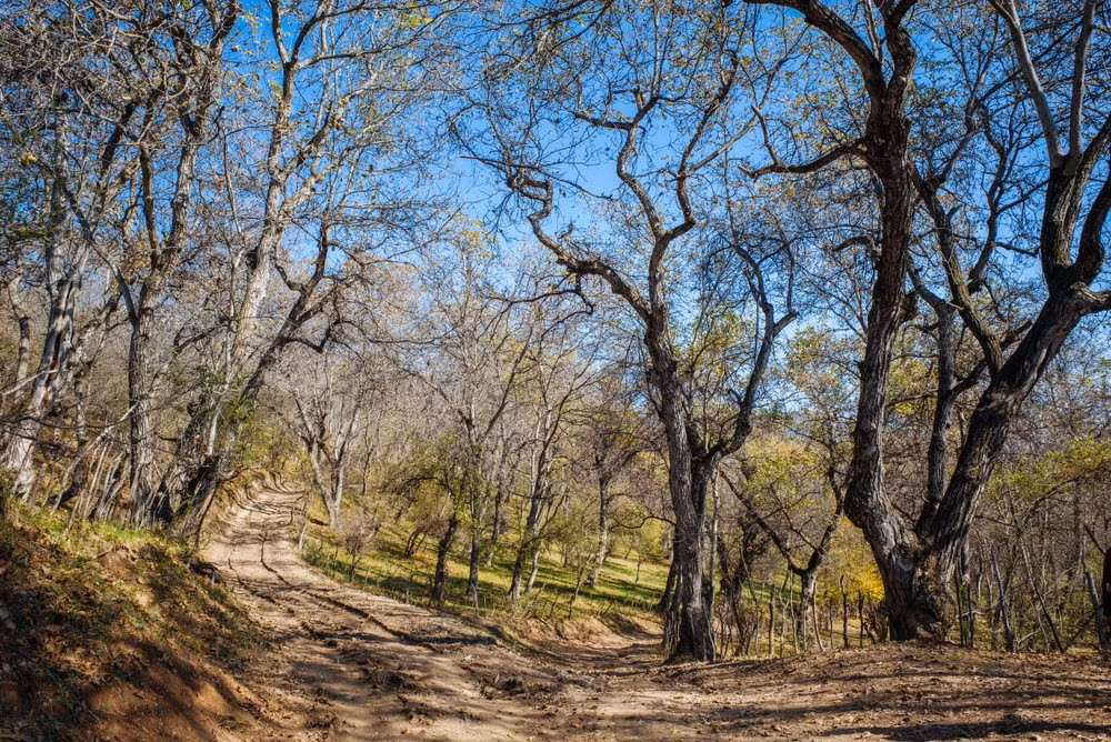 Theo FactCity, khu rừng óc chó lớn nhất thế giới nằm ở Kyrgyzstan.