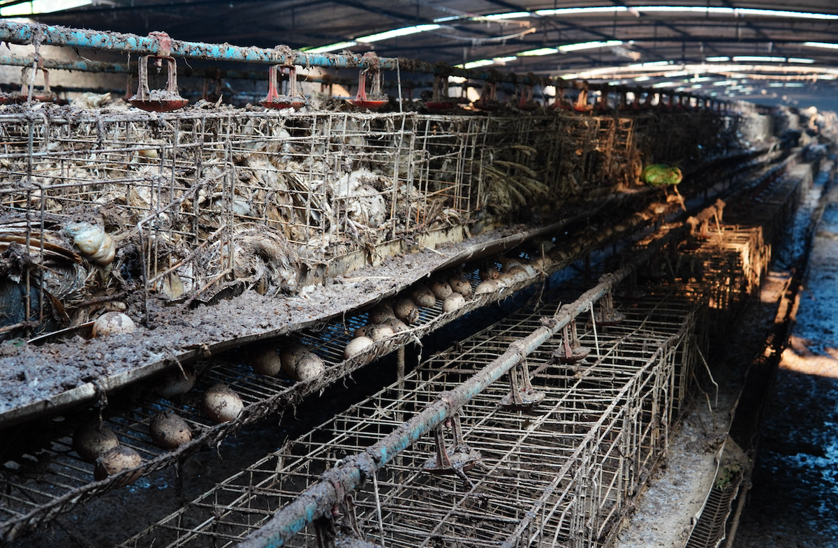 Chủ lồng “gánh” trên vai khoản nợ hàng nghìn tỷ sau bão dữ - Hình 3 Chu long “ganh” tren vai khoan no hang nghin ty sau bao du-Hinh-3