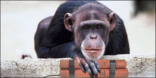 Kinh hoang du an bi mat bien dong vat thanh chien binh-Hinh-3