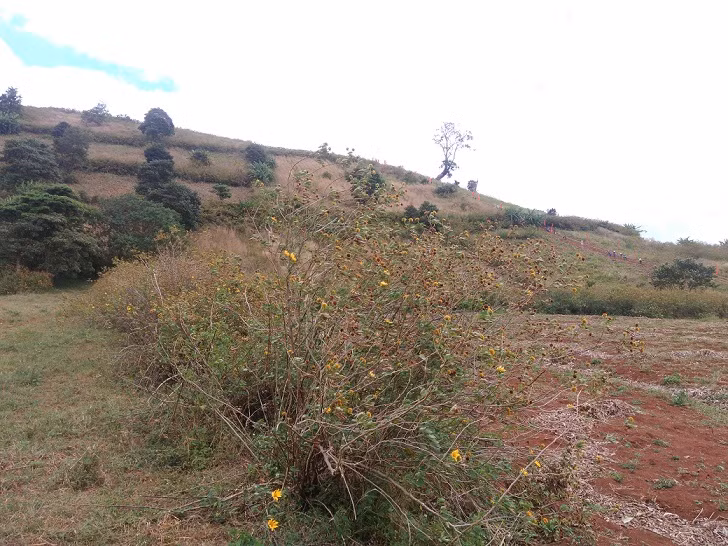 Những vạt hoa dã duỳ vàng rực trước đó nay đã không còn.