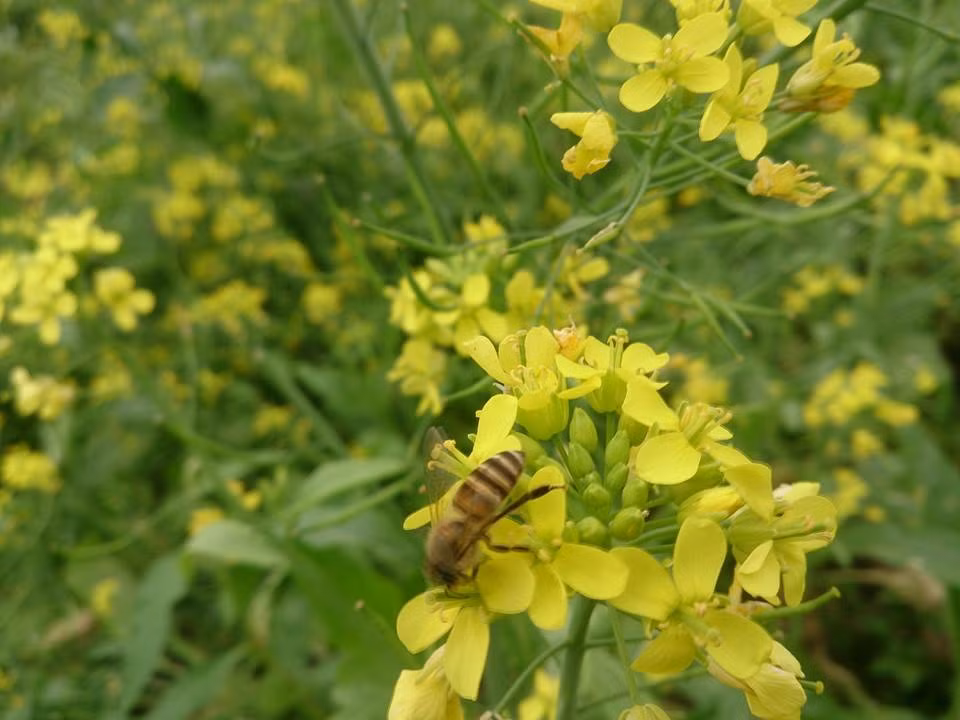  Hoa cải vàng là thứ hoa chỉ nở đúng dịp đầu mùa đông, khi đất trời se se lạnh, xao xác dưới nắng hươm vàng. Giống như cải trắng Mộc Châu, cải vàng có vòng đời chỉ khoảng 20 ngày. Chính vì vậy, ai cũng nhanh chóng để có được những tấm hình đẹp và ấn tượng nhất về mùa hoa đơn sơ này. Ảnh: Đá Tảng
