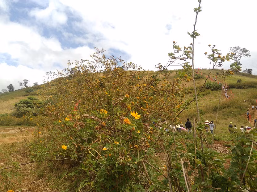 Du khách thất vọng vì Lễ hội hoa dã quỳ không được như mong đợi.