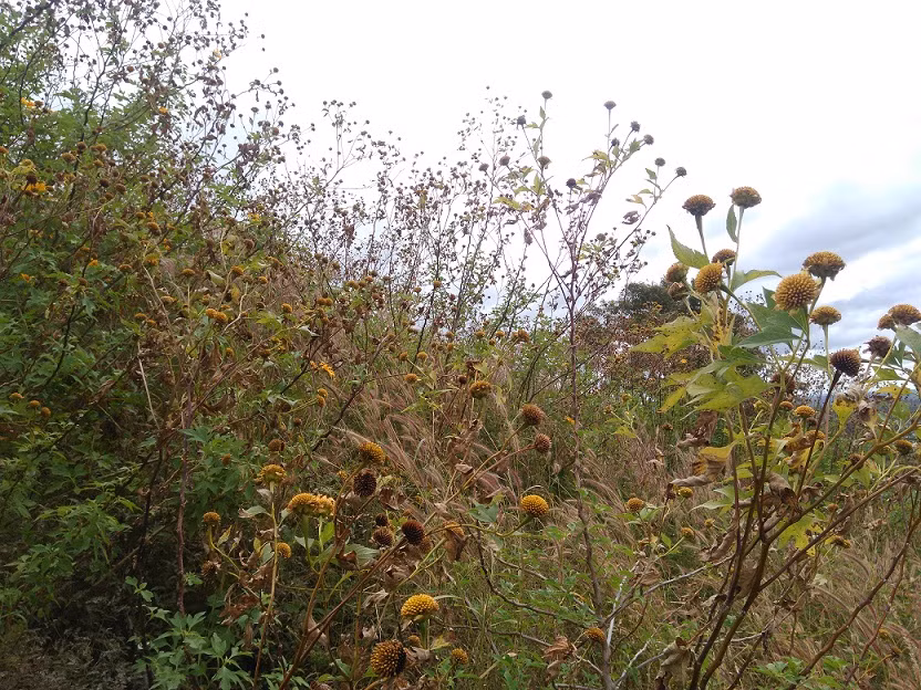 Những cánh hoa dã quỳ vàng rực chỉ còn trơ lại cùi hoa đen ngòm.