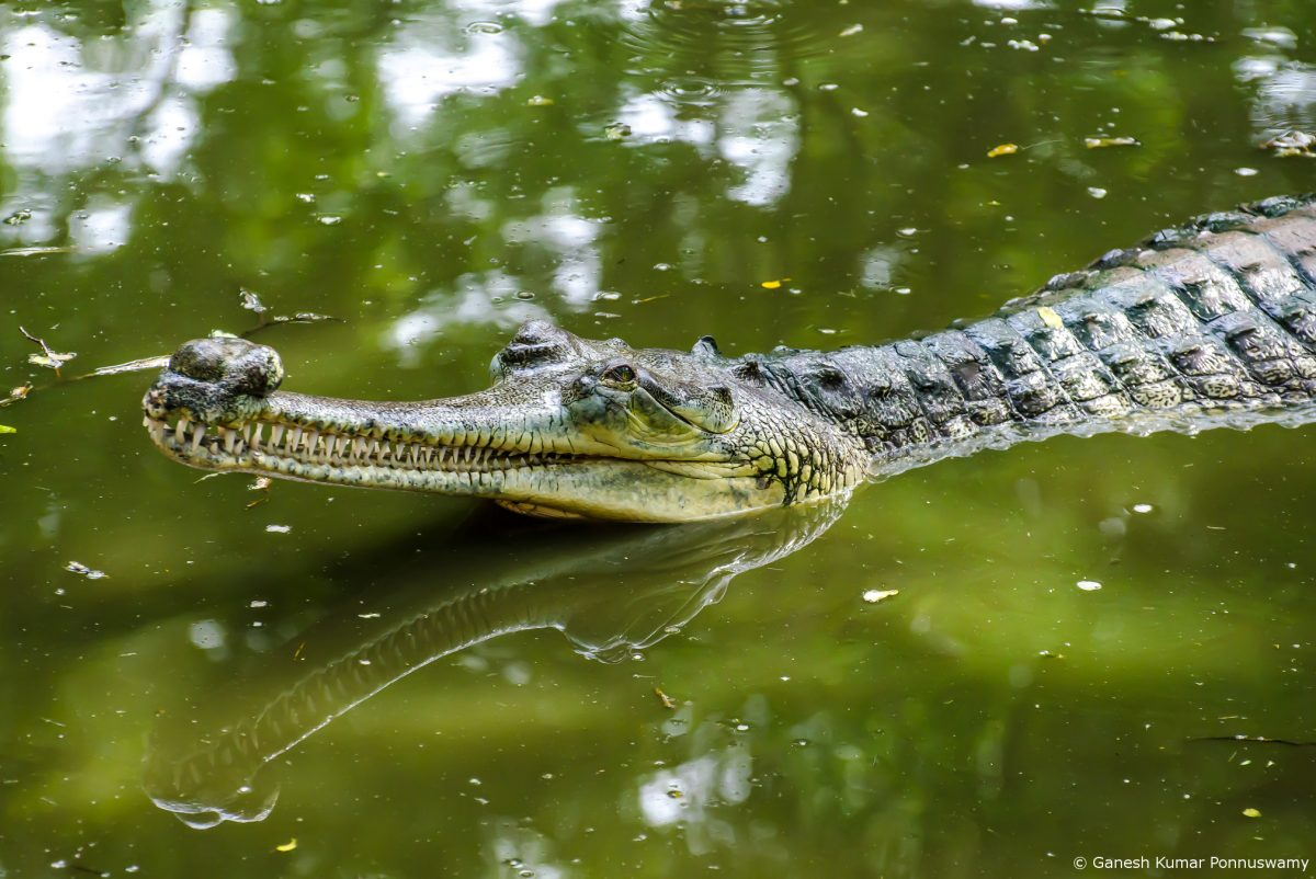 Cá sấu Gharial tách khỏi các loài cá sấu khác cách đây hơn 40 triệu năm. (Ảnh: EDGE of Existence)