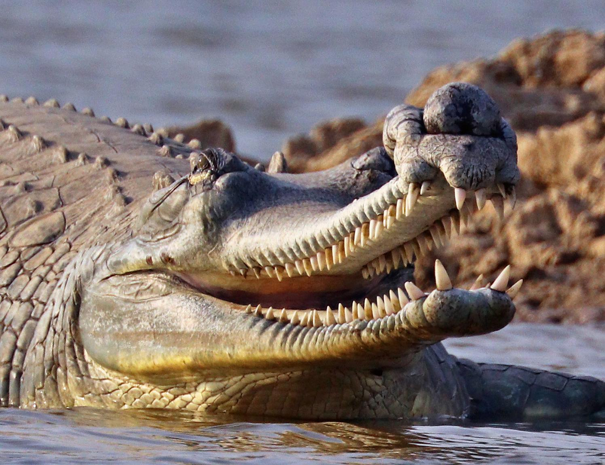 Hiện nay, cá sấu Gharial đang bị đe dọa nghiêm trọng do nạn săn bắt, đánh bắt cá và mất môi trường sống. (Ảnh: Reddit)