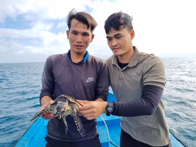 Các cán bộ của Ban Quản lý đến kiểm tra và xác nhận đây là cá thể Đồi mồi (Eretmochelys imbricata) chưa trưởng thành, nặng khoảng 5kg, thuộc loài rùa biển hoang dã, quý hiếm và được ưu tiên bảo vệ. Sau thời gian nuôi dưỡng, tình trạng sức khỏe của cá thể Đồi mồi đã ổn định và được thả về môi trường tự nhiên tại phía Nam đảo Lý Sơn vào ngày 13/11.(Ảnh: Công lý)