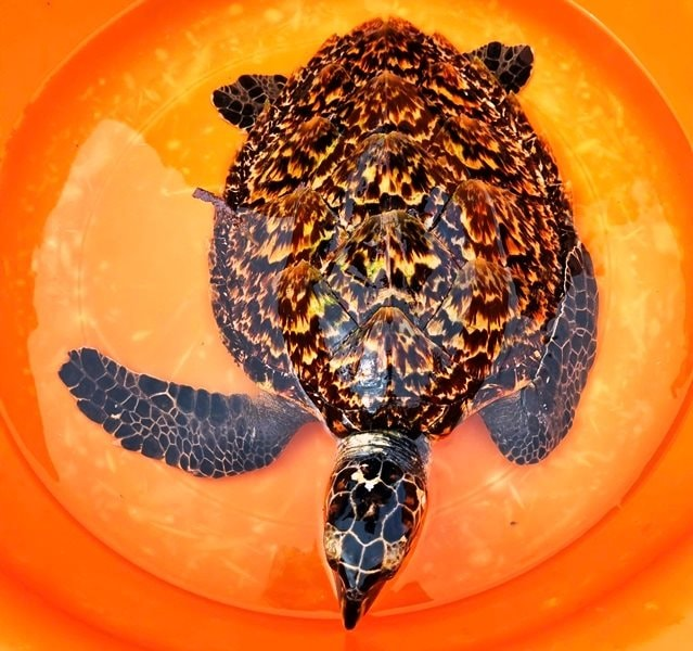 Trước đó, vào ngày 8/11, anh Phan Tồn ở huyện Lý Sơn đã phát hiện cá thể rùa biển quý hiếm này khi đang vớt rác ngoài lồng nuôi cá. Anh Tồn nhận ra đây là loài rùa biển nguy cấp và quý hiếm nên đã nuôi dưỡng và báo cho Ban Quản lý Khu bảo tồn biển Lý Sơn. (Ảnh: Công lý)