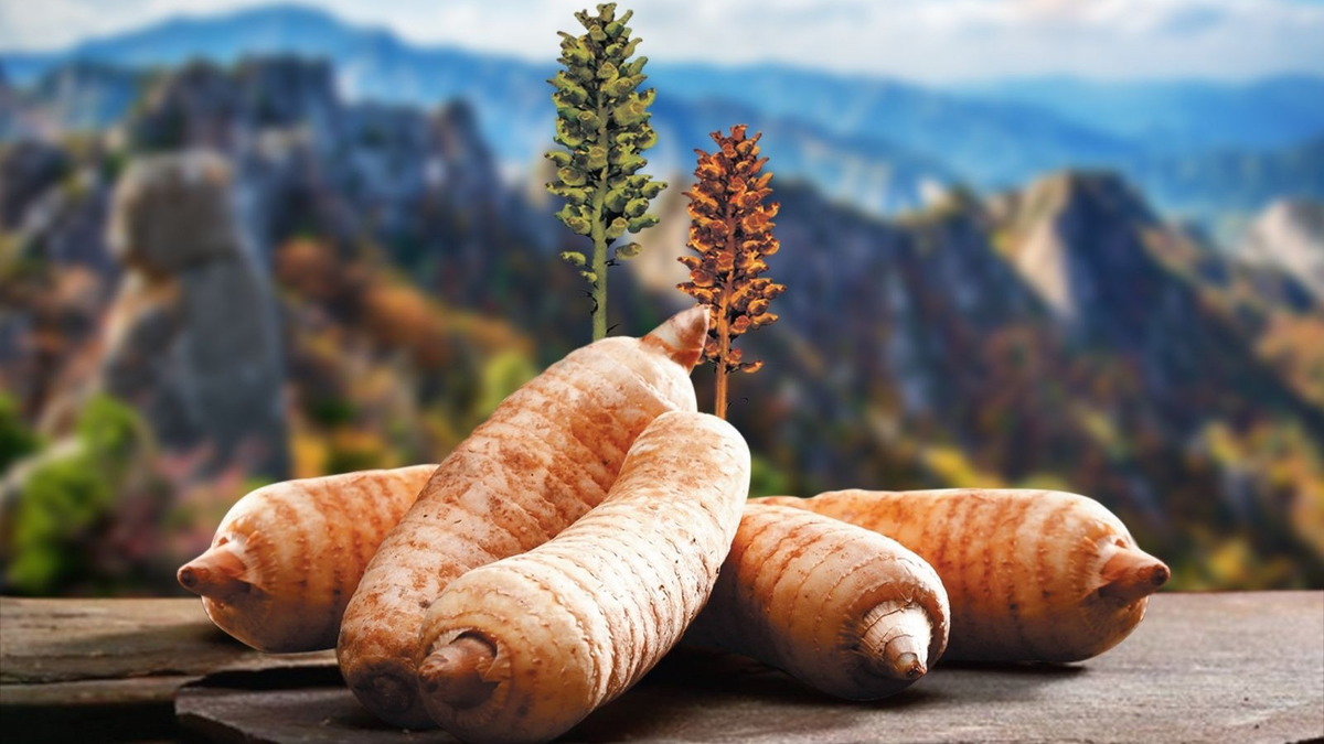 Điều này cho thấy sự khác biệt về giá cả và nhu cầu thị trường ở các quốc gia khác nhau.(Ảnh: Long Châu)