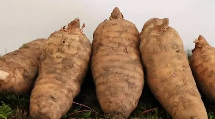 Nông dân trồng thiên ma phải đối mặt với chi phí cao nhưng giá bán quá thấp, dẫn đến thua lỗ. Một số nông dân thà bỏ thiên ma thối rữa trong lòng đất hơn là bán lỗ.(Ảnh: Người đưa tin)