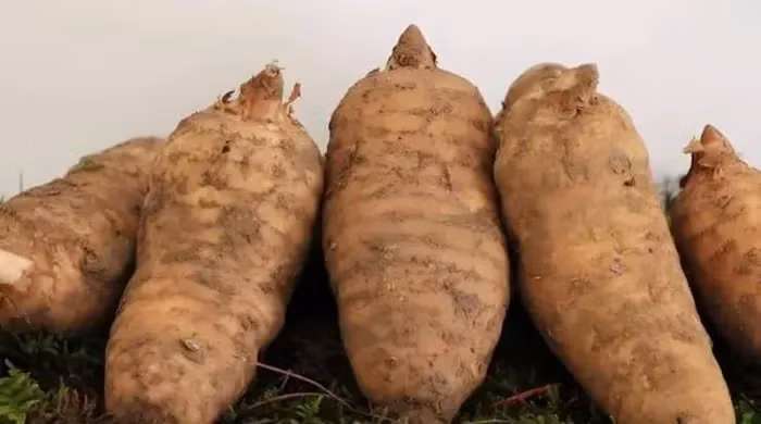 Nông dân trồng thiên ma phải đối mặt với chi phí cao nhưng giá bán quá thấp, dẫn đến thua lỗ. Một số nông dân thà bỏ thiên ma thối rữa trong lòng đất hơn là bán lỗ.(Ảnh: Người đưa tin)