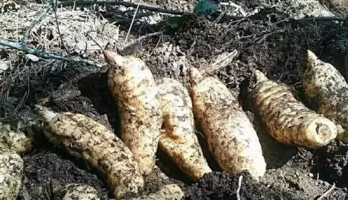 Năm 2024, thời tiết khắc nghiệt và điều kiện môi trường tồi tệ cũng làm giảm chất lượng và sản lượng thiên ma. (Ảnh: Người đưa tin)