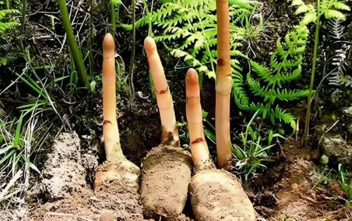 Tại Việt Nam, thiên ma khô vẫn giữ giá khá tốt, khoảng 50.000 đồng/100g và loại thượng hạng có thể bán gần 400.000 đồng/kg. (Ảnh: Người đưa tin)