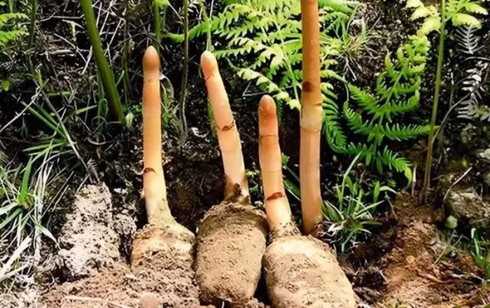 Tại Việt Nam, thiên ma khô vẫn giữ giá khá tốt, khoảng 50.000 đồng/100g và loại thượng hạng có thể bán gần 400.000 đồng/kg. (Ảnh: Người đưa tin)