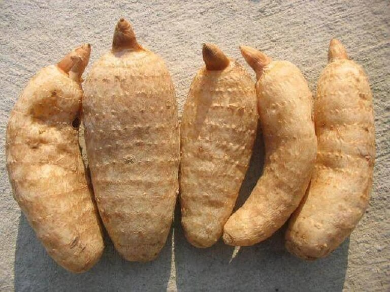 Do nhu cầu cao, thiên ma tự nhiên trở nên khan hiếm và giá của nó tăng vọt. Tuy nhiên, với việc nhiều người bắt đầu trồng thiên ma, sản lượng tăng cao dẫn đến cung vượt quá cầu và giá nhanh chóng tụt dốc. (Ảnh: iHS Việt Nam)