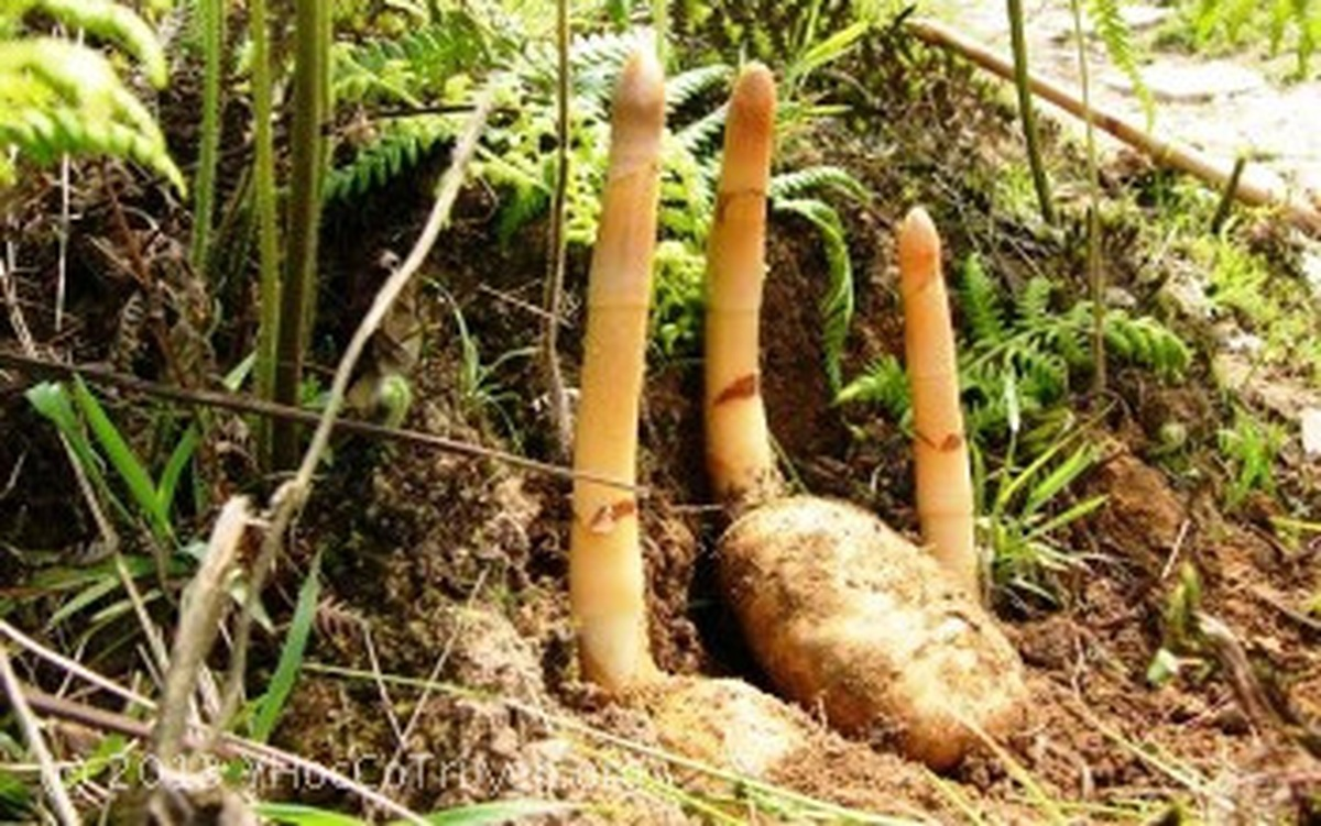 Trong y học cổ truyền phương Đông, thiên ma được sử dụng để điều trị các chứng đau đầu, méo miệng, liệt nửa người và từng có giá hơn 6,8 triệu đồng/kg vào những năm 1990 tại Trung Quốc.(Ảnh: Sức khỏe đời sống)