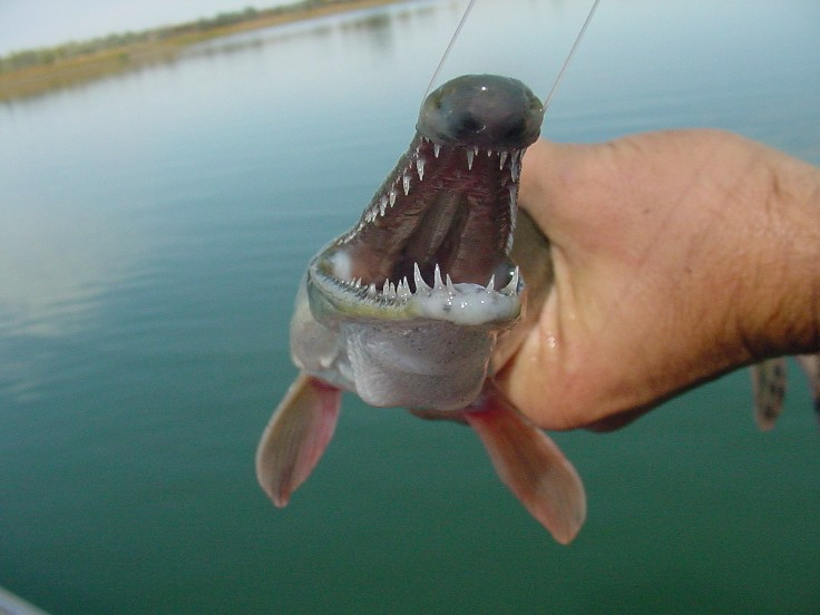 Việc này đã gây nguy cơ lớn cho hệ sinh thái, và hiện nay, Trung Quốc đã đưa loài này vào danh sách 10 sinh vật xâm lấn chính cần kiểm soát.(Ảnh: Big Fishes of the World)