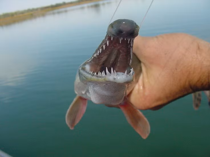 Việc này đã gây nguy cơ lớn cho hệ sinh thái, và hiện nay, Trung Quốc đã đưa loài này vào danh sách 10 sinh vật xâm lấn chính cần kiểm soát.(Ảnh: Big Fishes of the World)