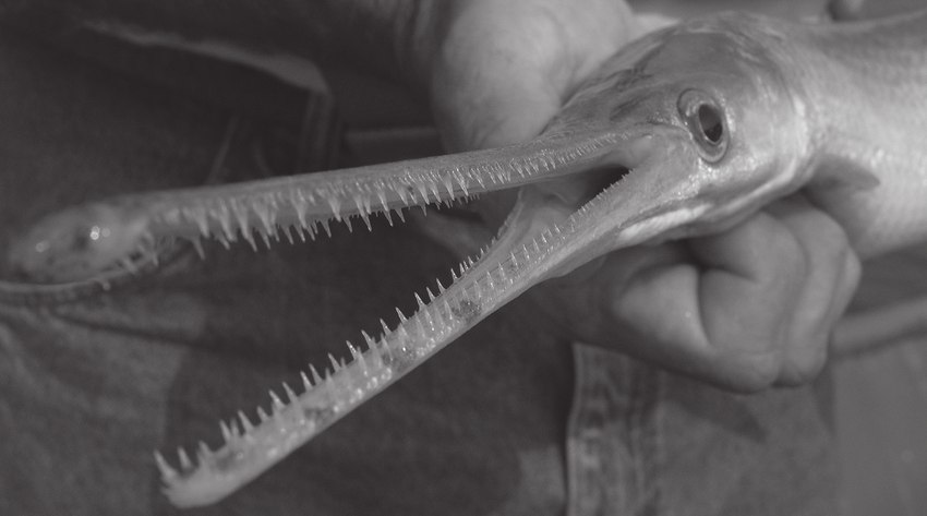 Với cơ thể phủ đầy vảy cứng như "áo giáp" và hàm răng sắc nhọn, chúng có thể gây hại lớn cho hệ sinh thái địa phương.(Ảnh: ResearchGate)