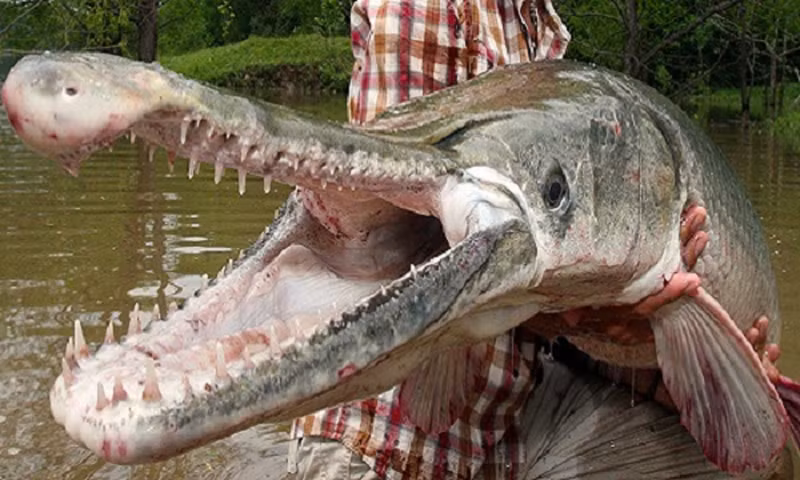 Cá sấu hỏa tiễn, hay còn gọi là cá Lepisosteus osseus, thường sống ở sông và hồ của Bắc Mỹ nhưng đã được du nhập vào Trung Quốc do nhu cầu nuôi cá cảnh. (Ảnh: Sohu)