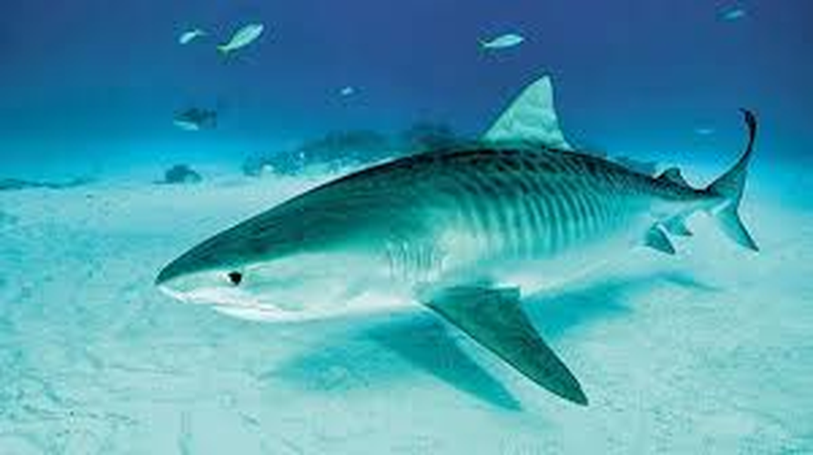 Mặc dù cá mập có thể nguy hiểm, nhưng chúng đóng vai trò quan trọng trong hệ sinh thái biển và cần được bảo vệ. (Ảnh: Two River Times)