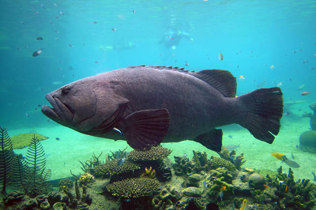 Theo Liên minh Bảo tồn Thiên nhiên Quốc tế (IUCN), cá mú khổng lồ được phân loại là "dễ bị tổn thương" và đối mặt với nguy cơ tuyệt chủng cao trong tự nhiên.(Ảnh: Fishes of Australia)