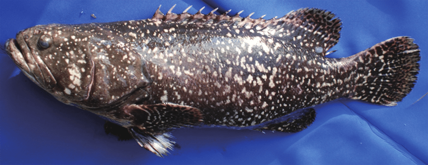 Cá mú, với vẻ đẹp và kích thước ấn tượng, là một phần không thể thiếu của hệ sinh thái biển. Tuy nhiên, loài cá này đang đối mặt với nguy cơ tuyệt chủng do con người gây ra. Việc bảo vệ và bảo tồn cá mú không chỉ giúp duy trì sự đa dạng sinh học mà còn góp phần bảo vệ môi trường biển cho các thế hệ tương lai. Chúng ta hãy cùng nhau chung tay bảo vệ loài cá mú và tôn vinh vẻ đẹp kỳ diệu của biển cả.(Ảnh: ResearchGate)