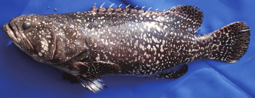 Cá mú, với vẻ đẹp và kích thước ấn tượng, là một phần không thể thiếu của hệ sinh thái biển. Tuy nhiên, loài cá này đang đối mặt với nguy cơ tuyệt chủng do con người gây ra. Việc bảo vệ và bảo tồn cá mú không chỉ giúp duy trì sự đa dạng sinh học mà còn góp phần bảo vệ môi trường biển cho các thế hệ tương lai. Chúng ta hãy cùng nhau chung tay bảo vệ loài cá mú và tôn vinh vẻ đẹp kỳ diệu của biển cả.(Ảnh: ResearchGate)