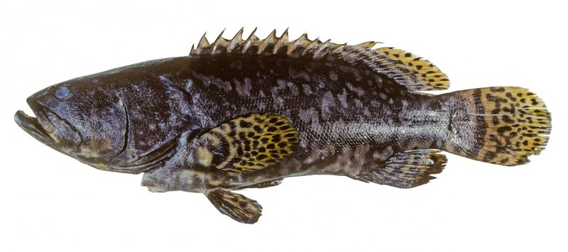 Cá mú không chỉ là một loài cá lớn và mạnh mẽ mà còn đóng vai trò quan trọng trong việc duy trì sự cân bằng sinh thái của các rạn san hô. Chúng giúp kiểm soát số lượng các loài cá nhỏ và giáp xác, từ đó duy trì sự đa dạng sinh học và sức khỏe của rạn san hô. Sự biến mất của cá mú sẽ gây ra những tác động tiêu cực đến hệ sinh thái biển, làm mất cân bằng và ảnh hưởng đến nhiều loài sinh vật khác.(Ảnh: fishIDER)