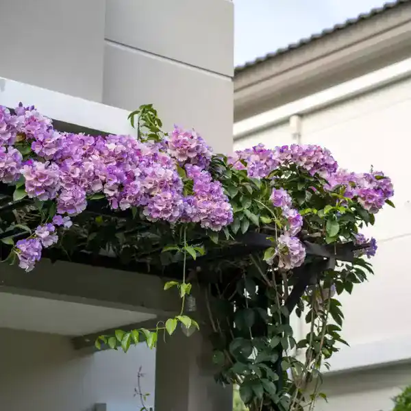 Hoa lan tỏi có lá xanh, giòn, bóng và dày, khi bóp nhẹ có mùi tỏi nhẹ thoang thoảng. Thân cây leo, cành nhẵn, mềm dẻo vươn dài, có thể cao từ 2m đến 5m.(Ảnh: Jiffy Plants)