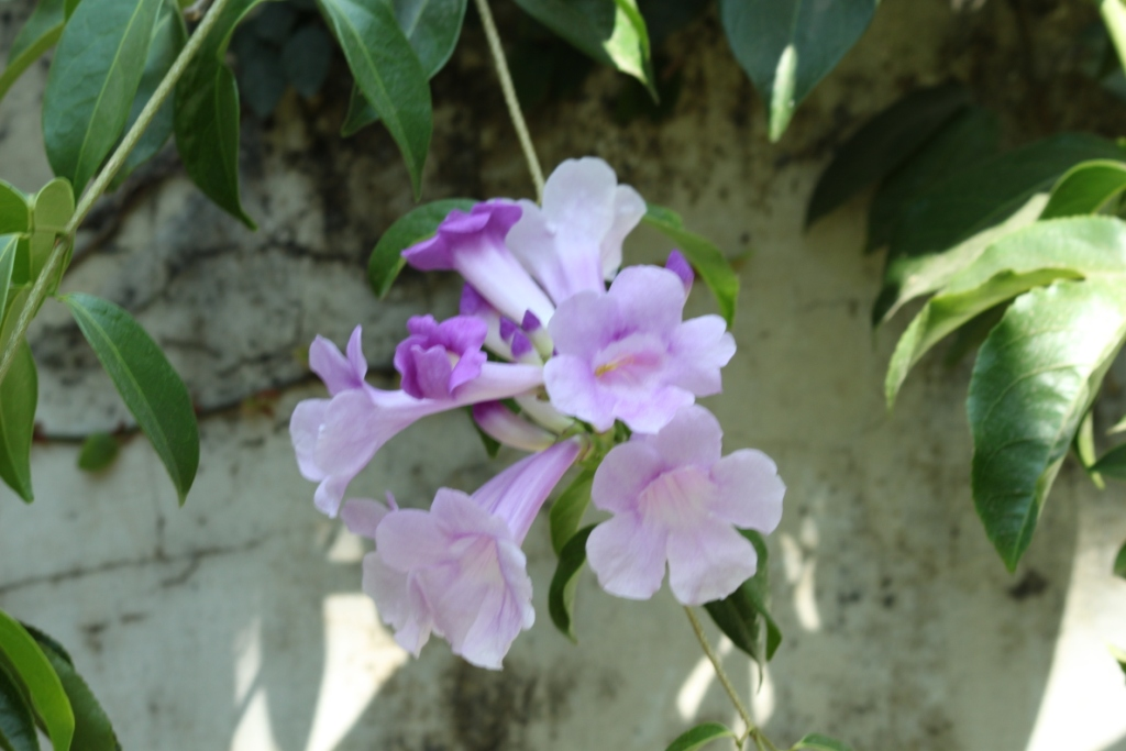 Nên trồng hoa lan tỏi trên ban công, sân trong hoặc trước cửa nhà để ngăn rắn.(Ảnh: Organikos)