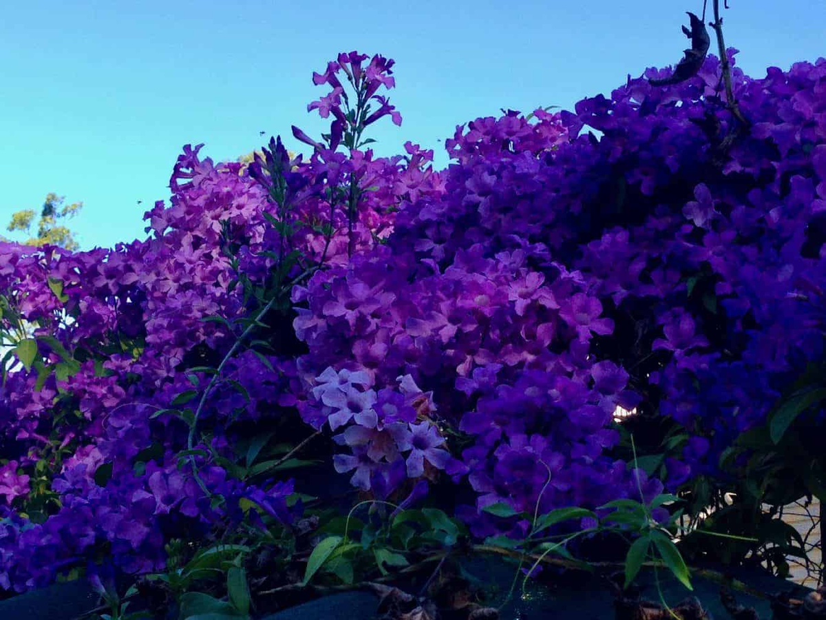 Mùi tỏi đặc trưng của hoa lan tỏi giúp đuổi rắn và côn trùng như ruồi muỗi.(Ảnh: Outdoor Happens)