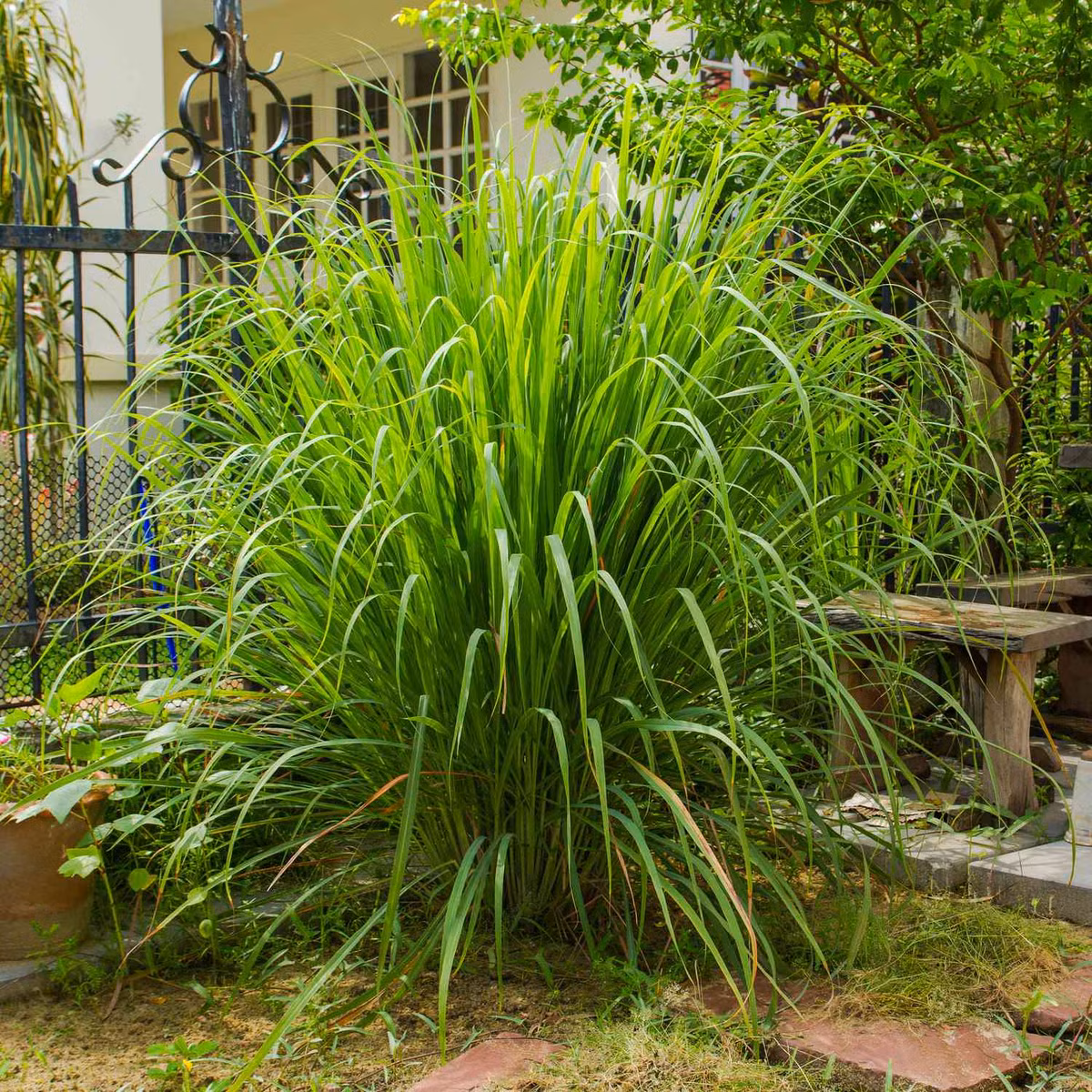 Nên trồng vài bụi sả trong sân vườn, ban công hoặc trước cửa nhà để vừa cung cấp rau gia vị, vừa ngăn cản rắn.(Ảnh: The Spruce)