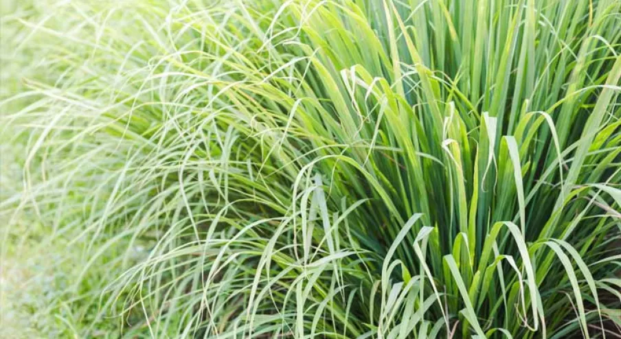 Cây sả là loại cỏ sống lâu năm, mọc thành bụi cao từ 0,8 đến 1m.(Ảnh: Indigo Herbs)