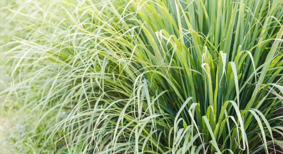 Cây sả là loại cỏ sống lâu năm, mọc thành bụi cao từ 0,8 đến 1m.(Ảnh: Indigo Herbs)