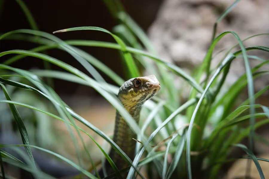 Mùi hương của sả không chỉ chống muỗi mà còn xua được rắn.(Ảnh: Northwest Exterminating)